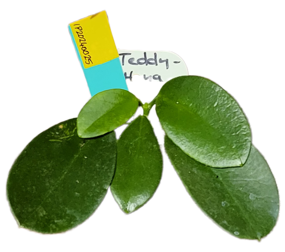 Hoya teddy