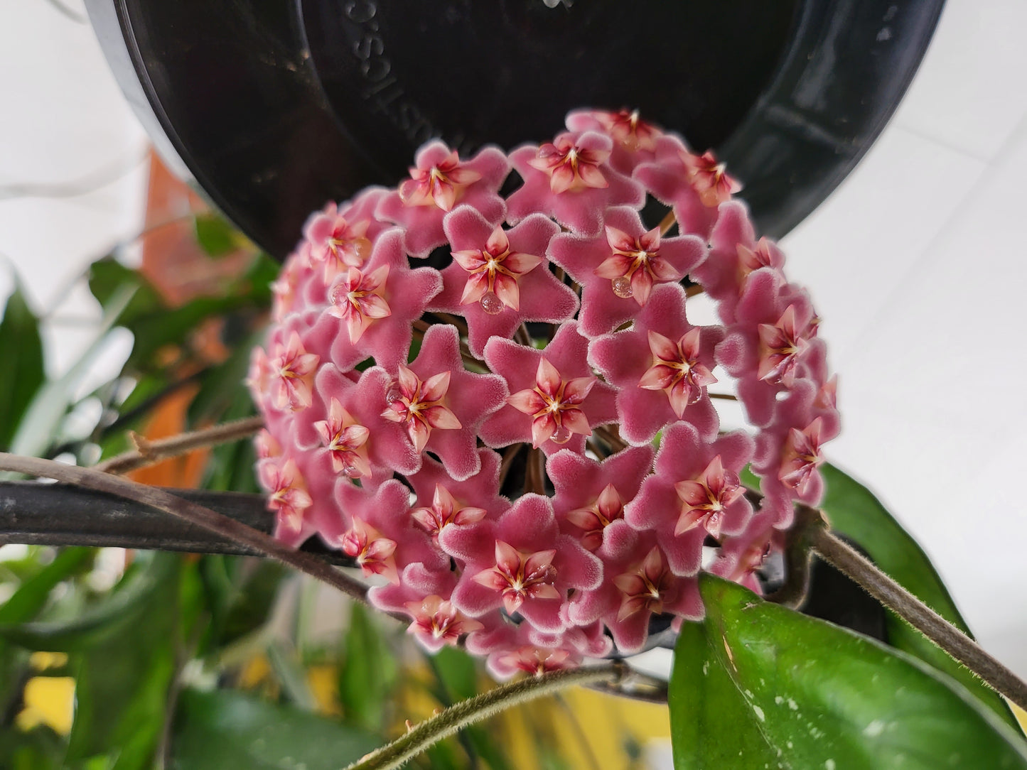 Hoya Pubicalyx pink silver