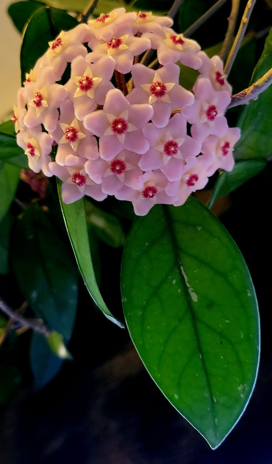 Hoya fungii