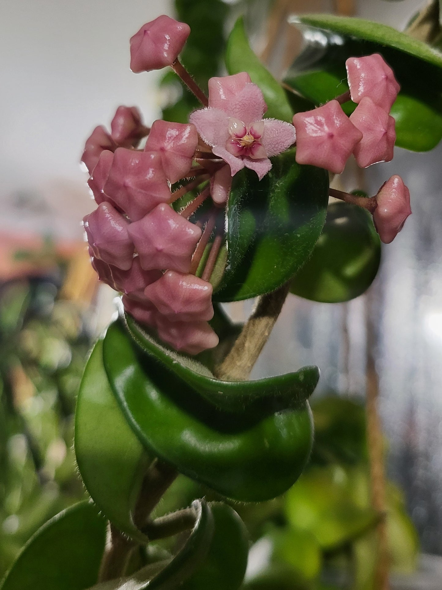 Hoya compacta