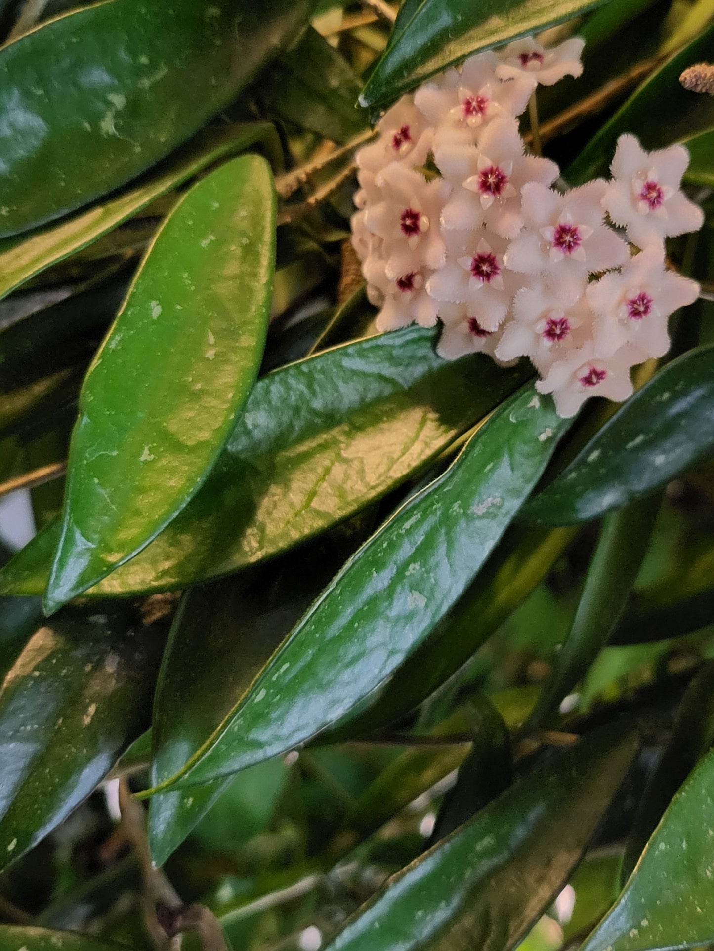 Hoya minibelle