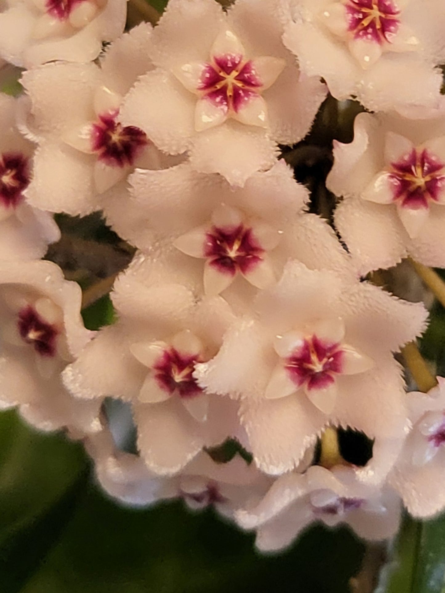 Hoya minibelle