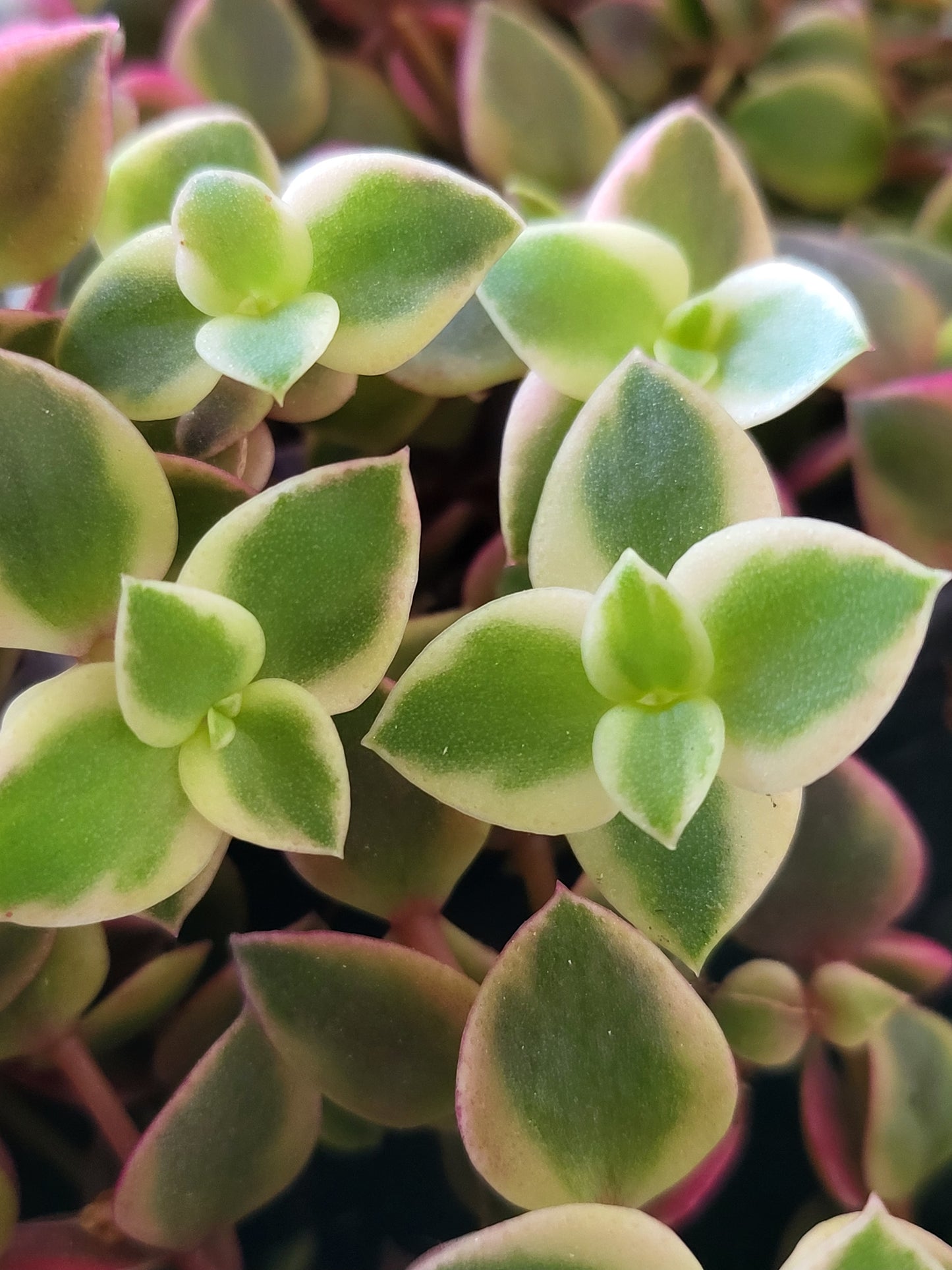 Calico Kitten, Crassula marginalis rubra