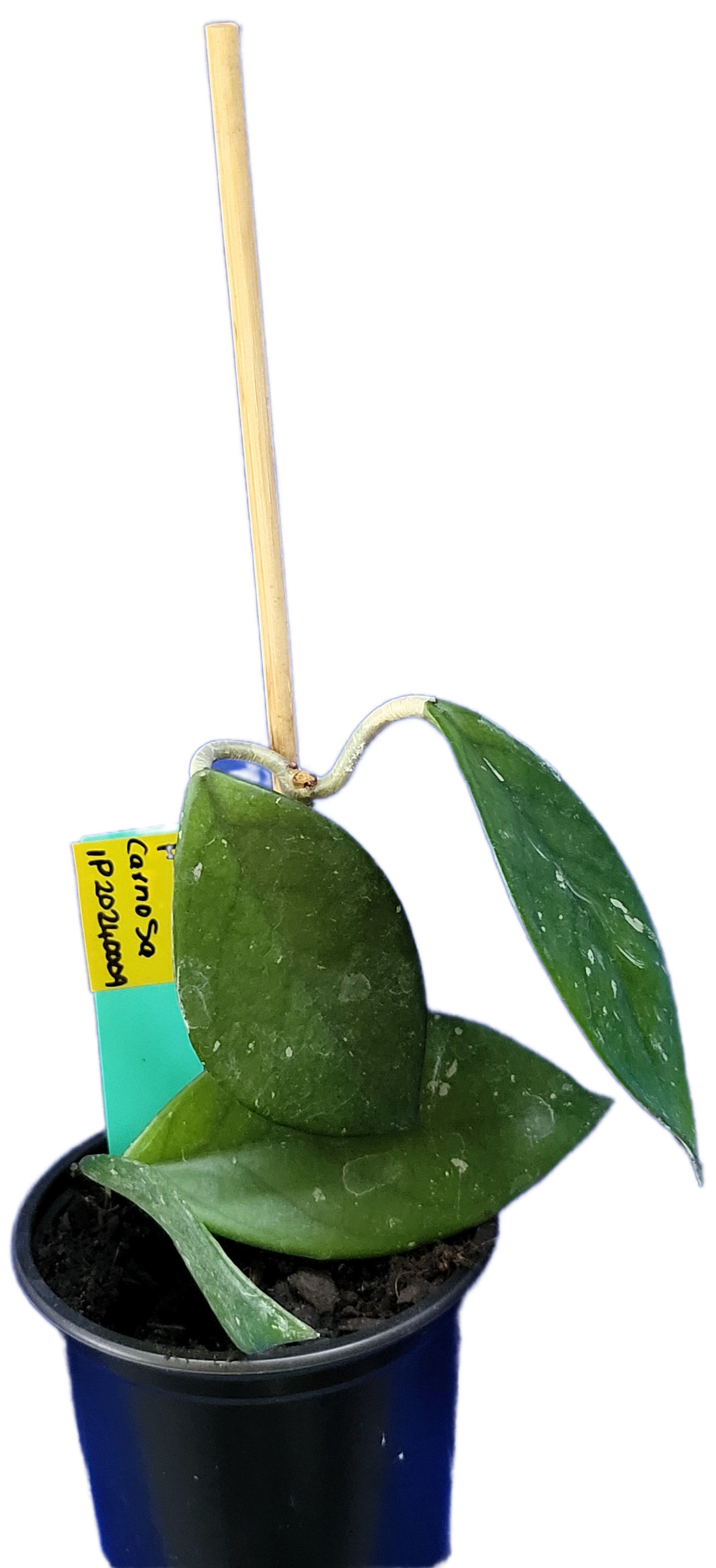 Hoya carnosa