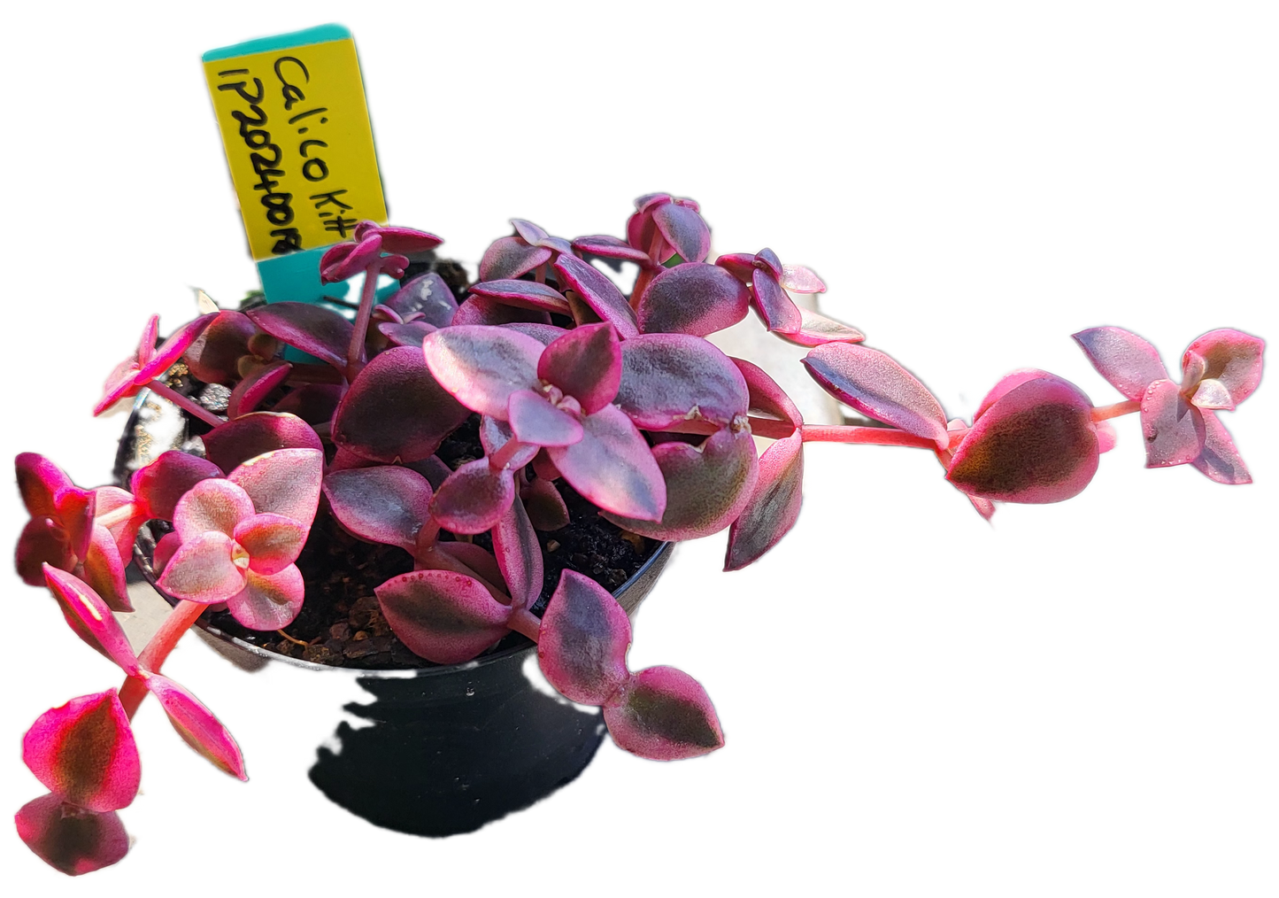 Calico Kitten, Crassula marginalis rubra