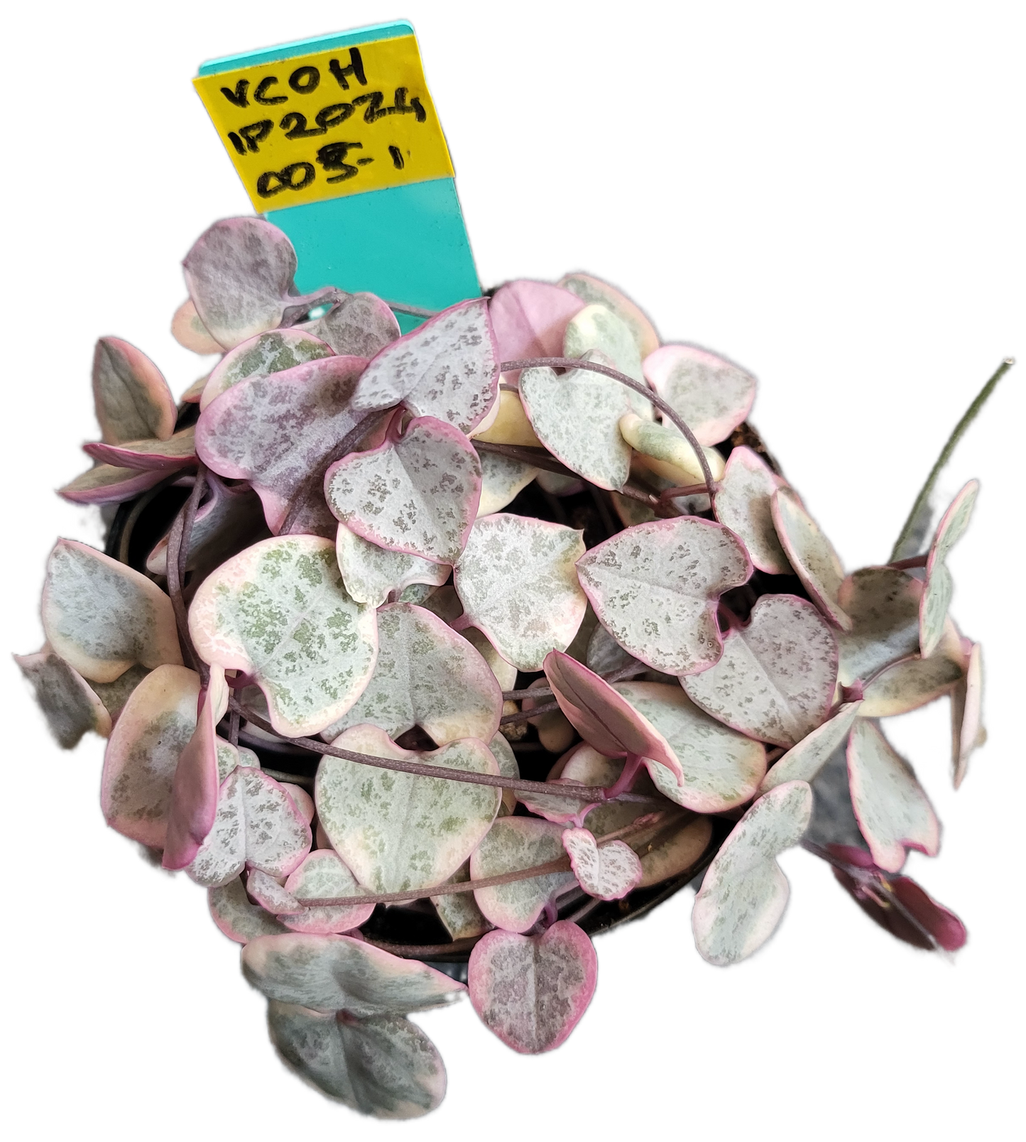 Chain of Hearts variegata. Ceropegia woodii