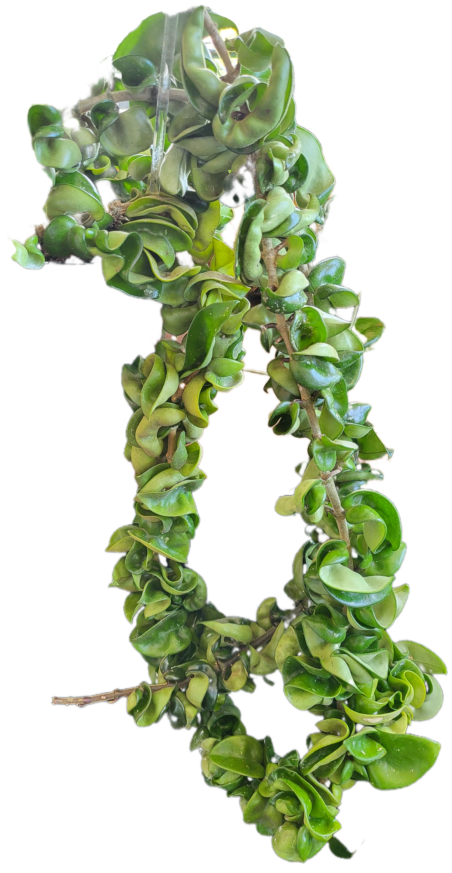Hoya compacta