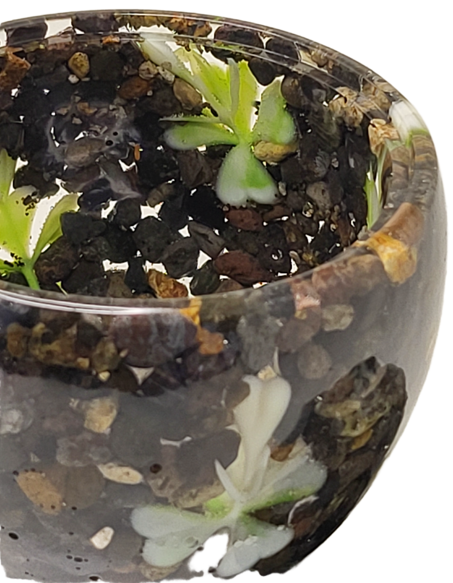Rock pot with lid