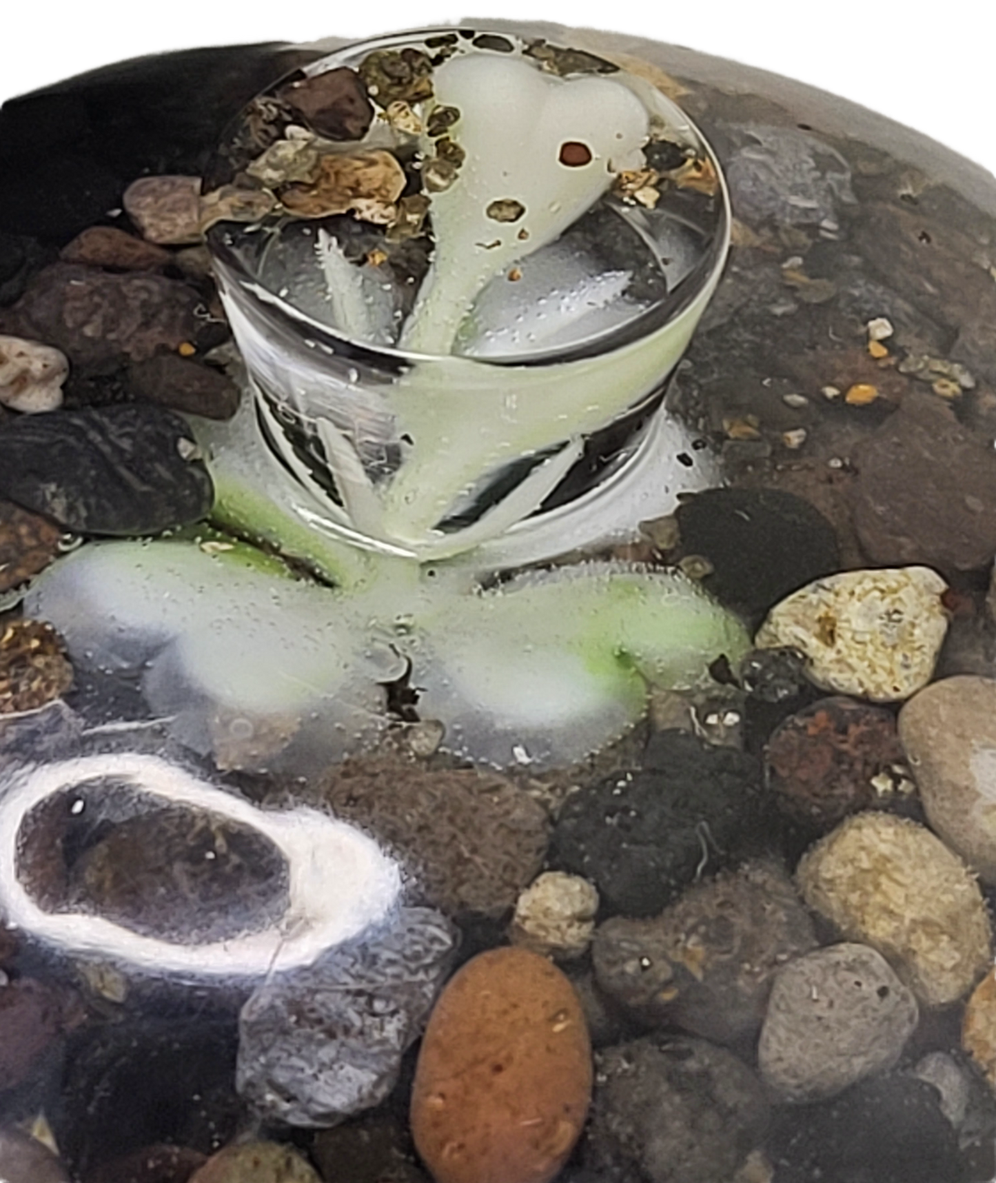 Rock pot with lid