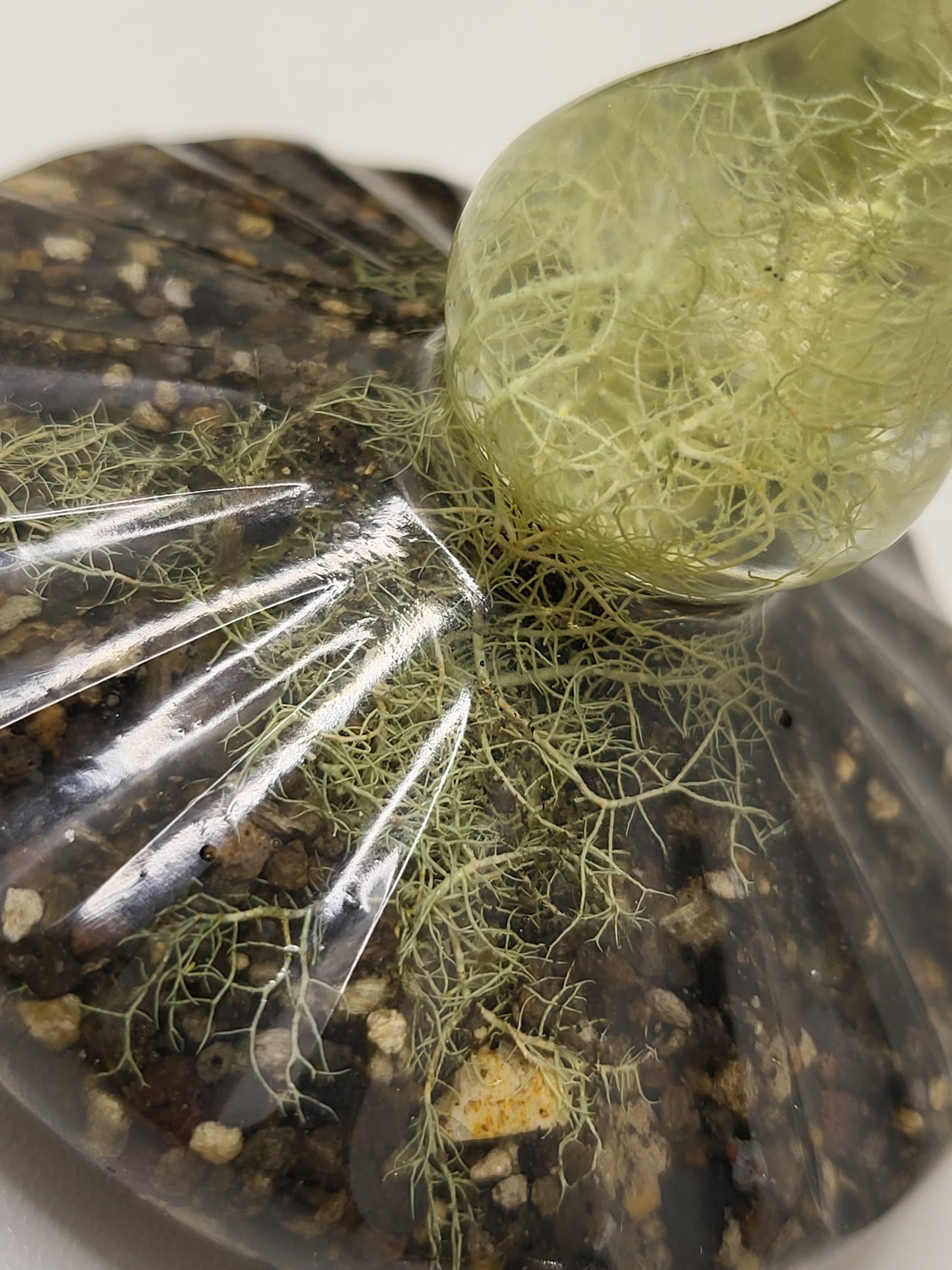 Rustic Rock Jar with lid
