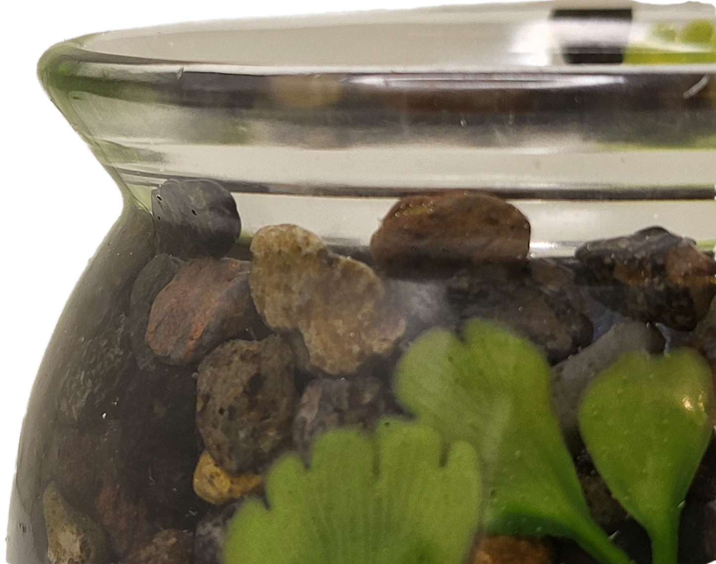 Rock pot with lid