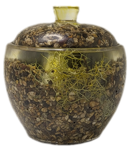 Rock pot with lid
