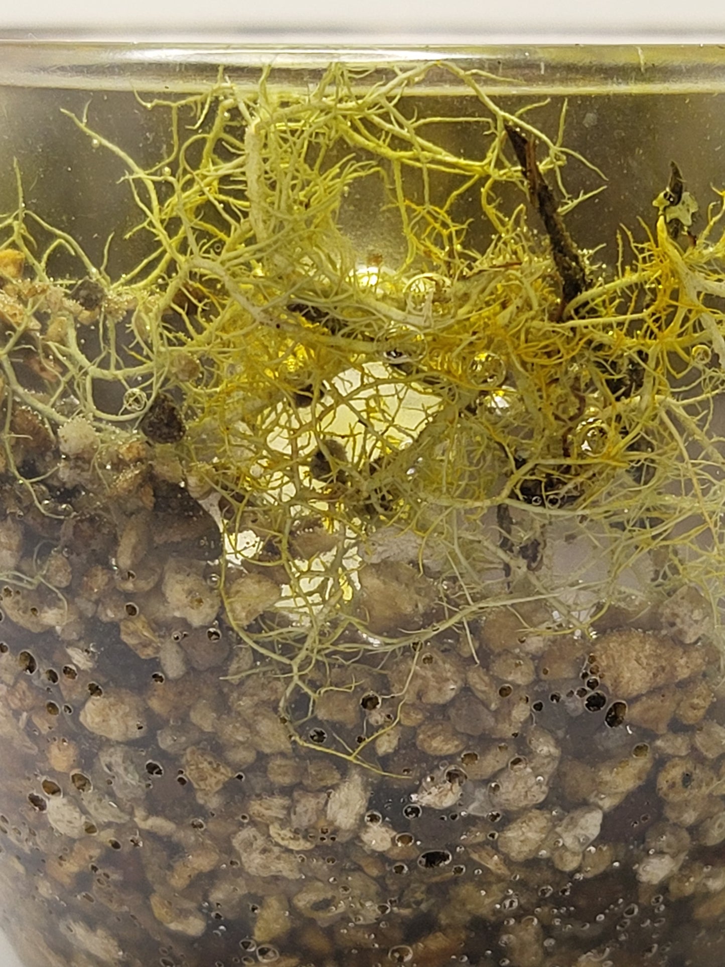 Rock pot with lid