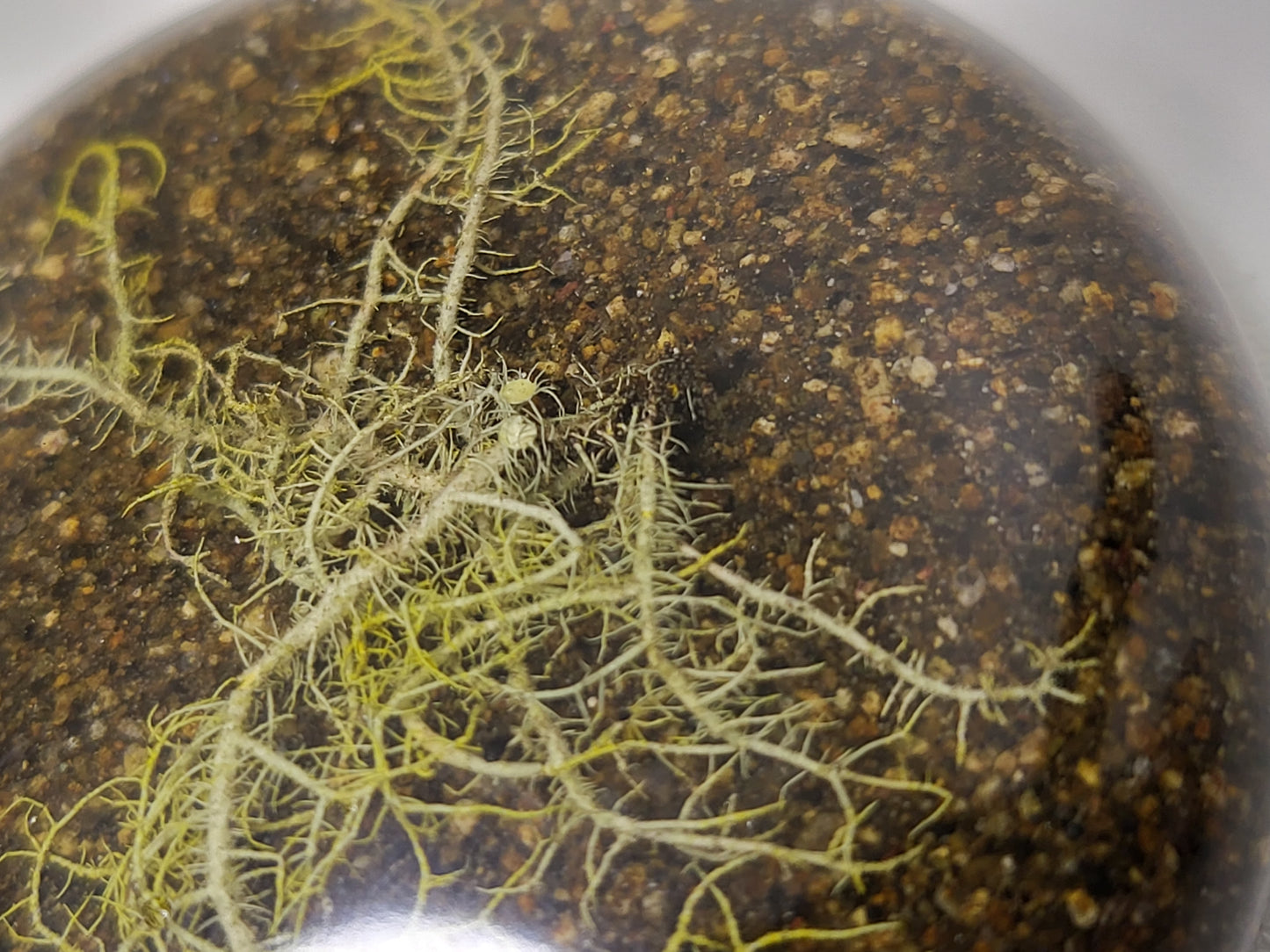 Pot with Lid