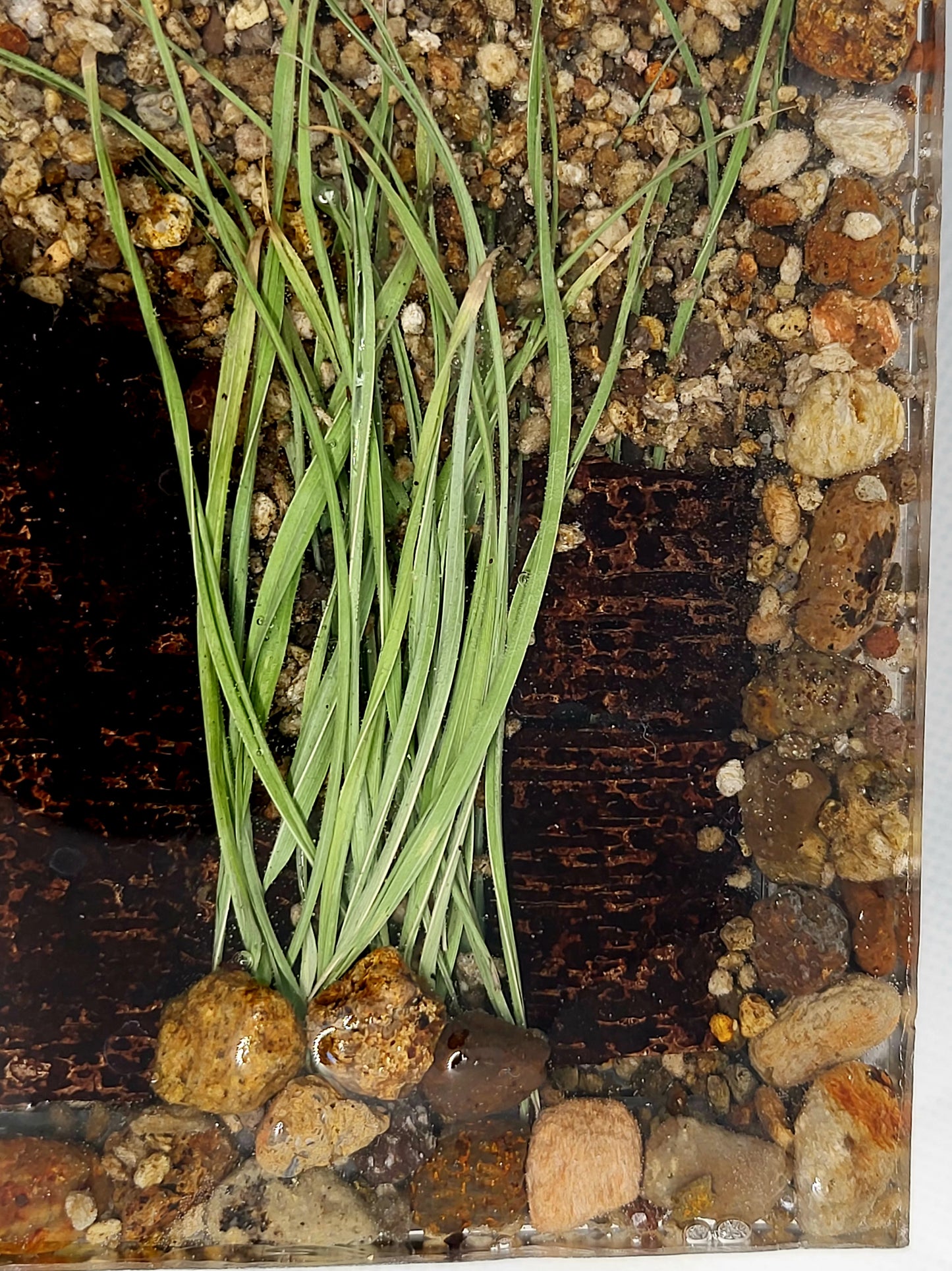 Rock pot with lid