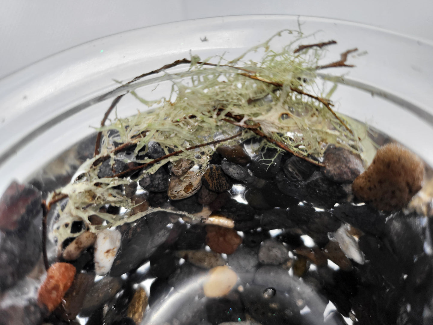 Rock pot with lid
