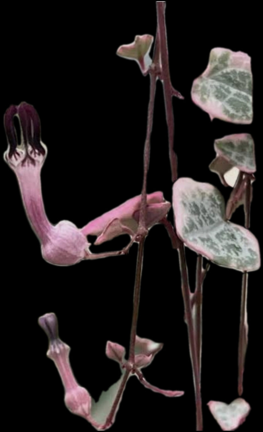 Chain of hearts Variegated, Ceropegia woodii Variegata