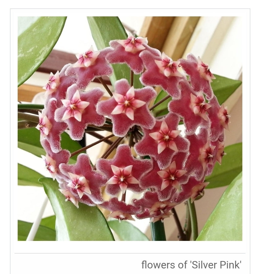 Hoya Pubicalyx pink silver