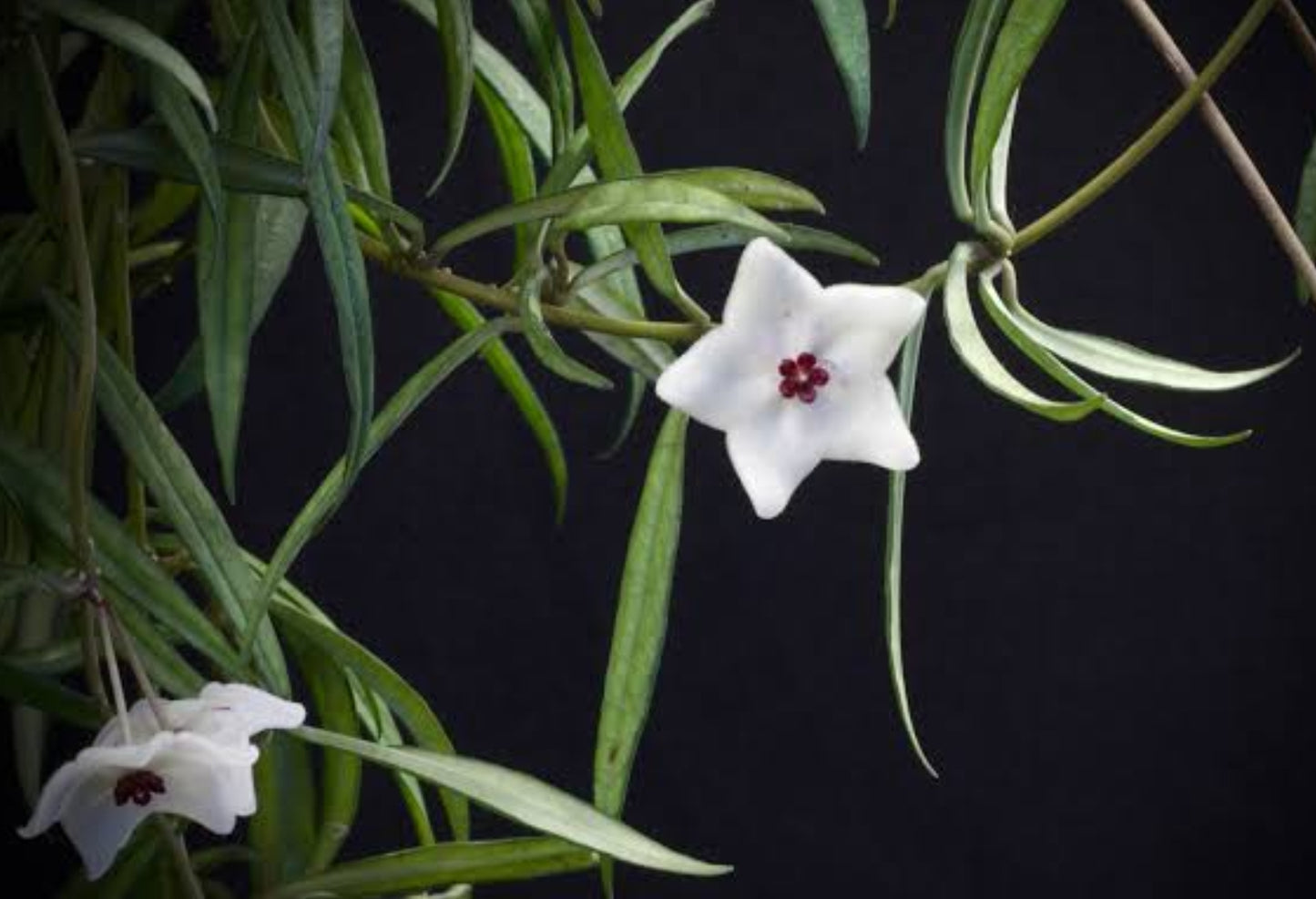 Hoya pauciflora