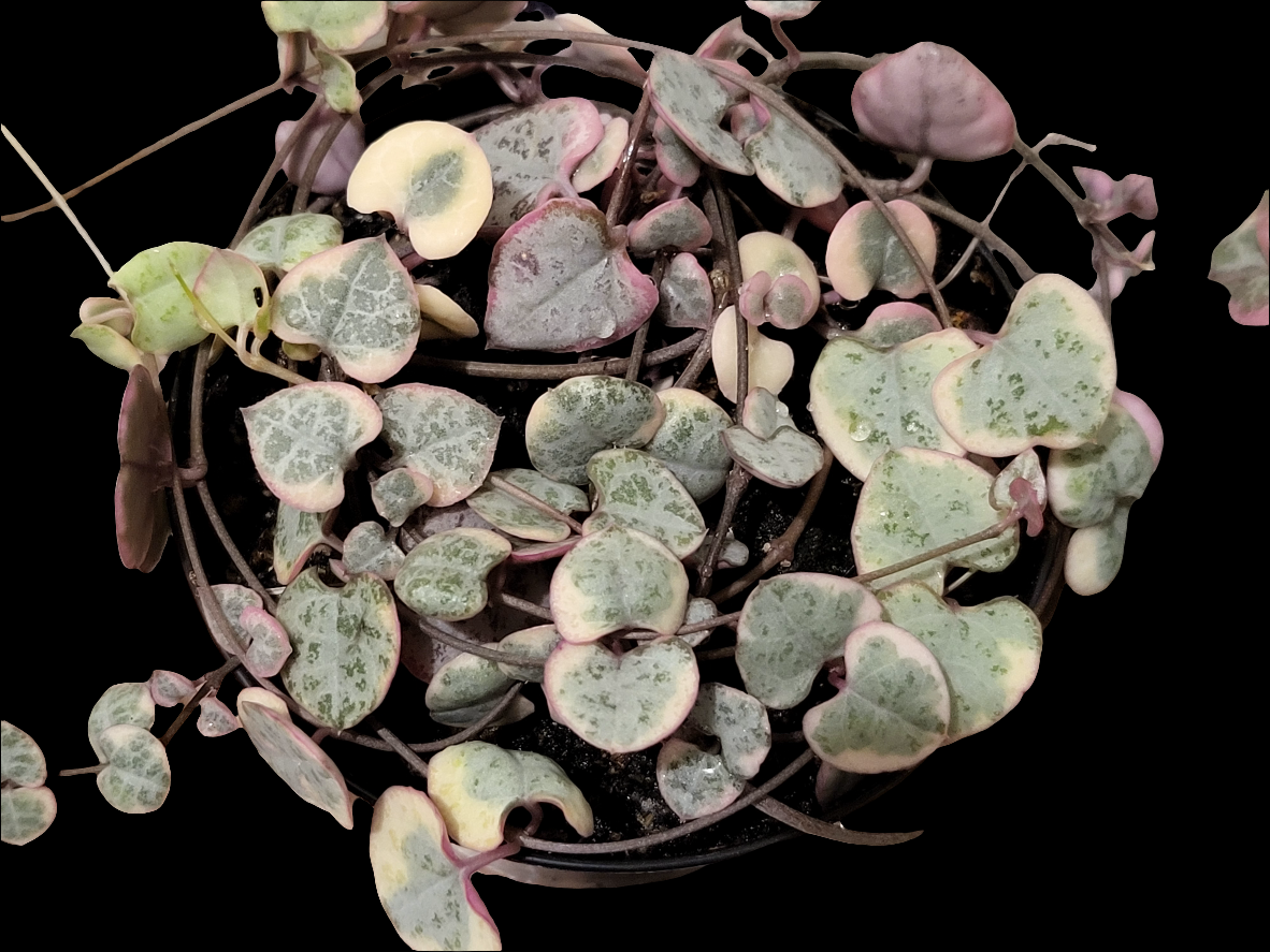 Chain of Hearts variegata. Ceropegia woodii
