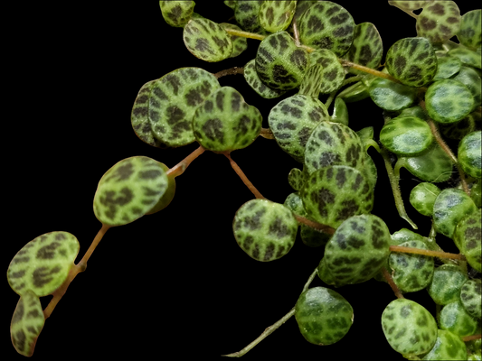 Turtles. peperomia prostrata