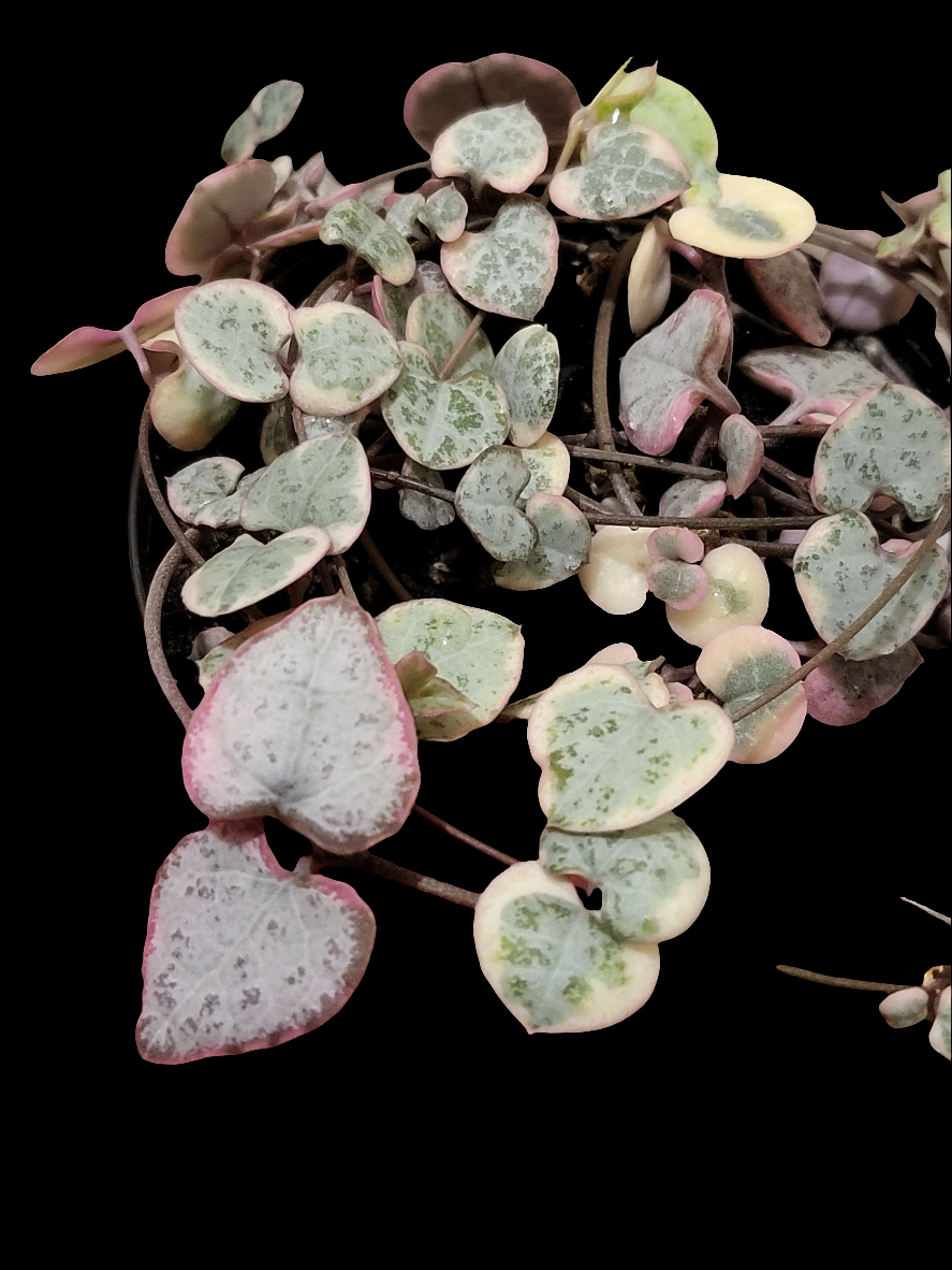 Chain of Hearts variegata. Ceropegia woodii