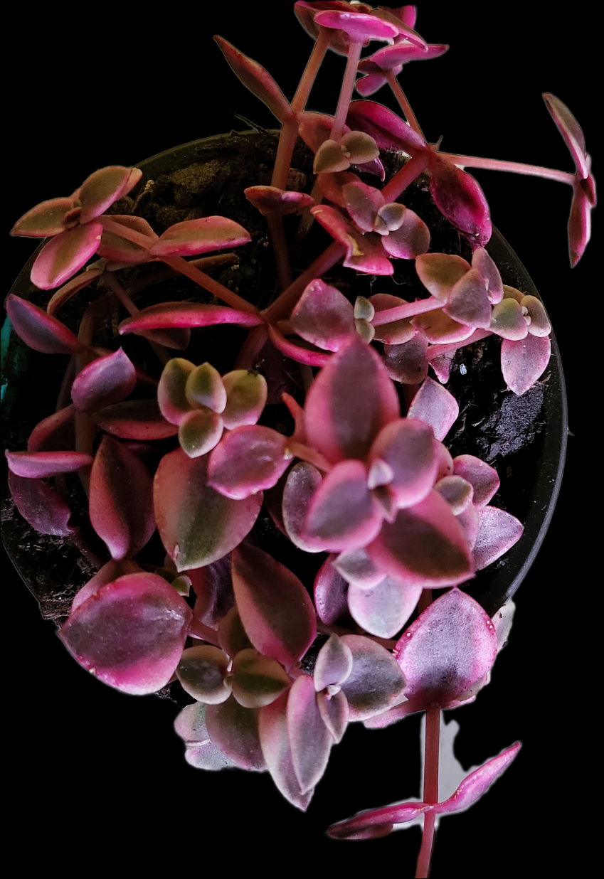 Calico Kitten, Crassula marginalis rubra