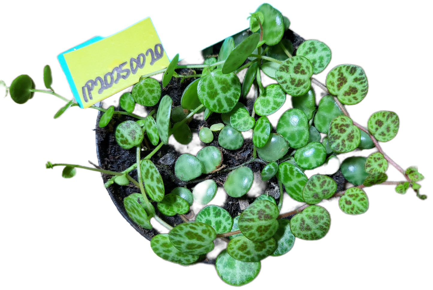 Turtles. peperomia prostrata