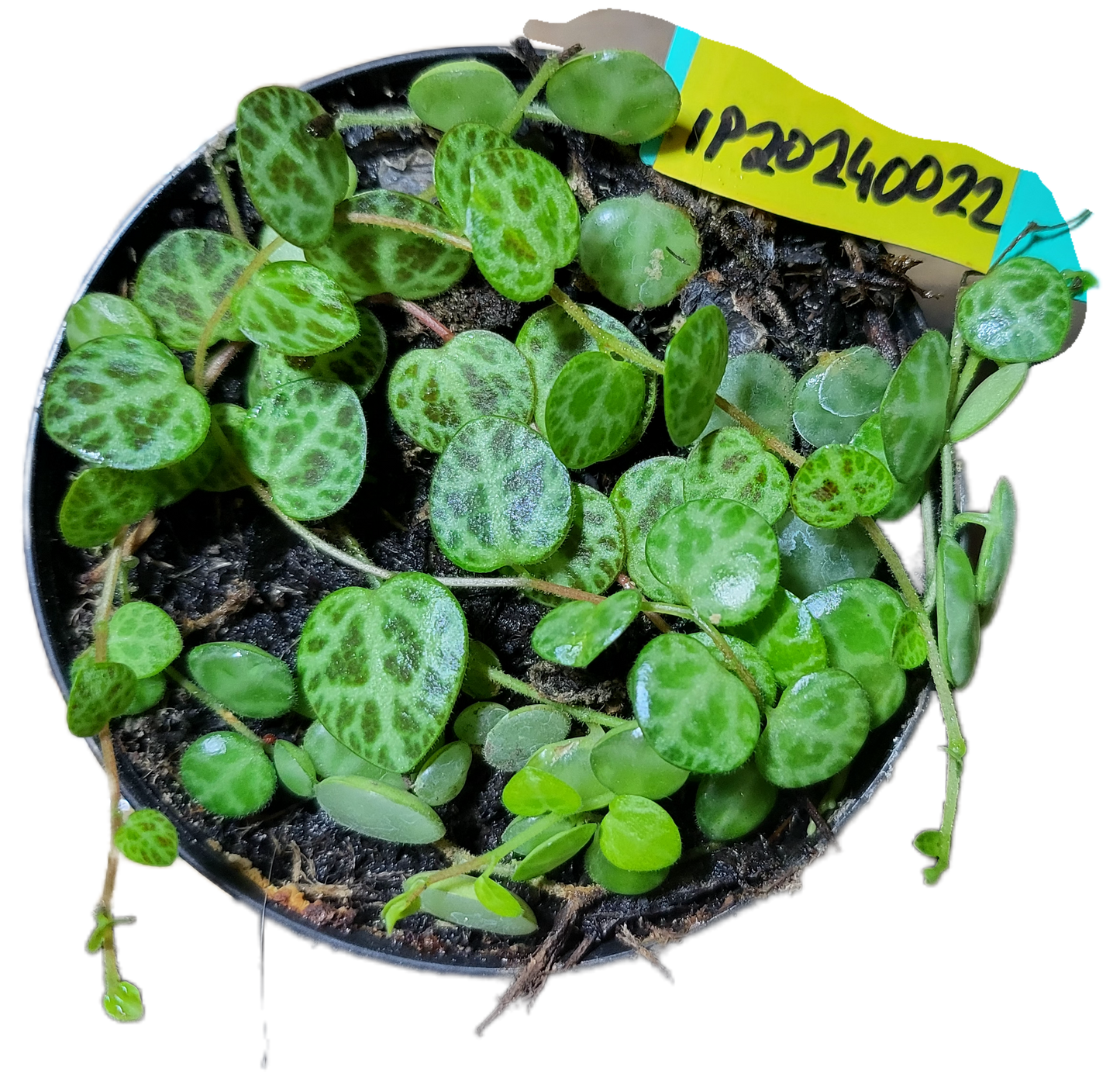 Turtles. peperomia prostrata