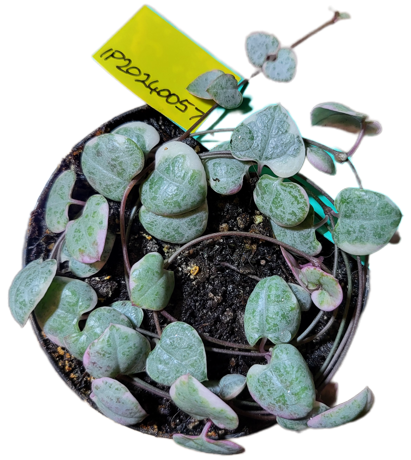 Chain of Hearts variegata. Ceropegia woodii