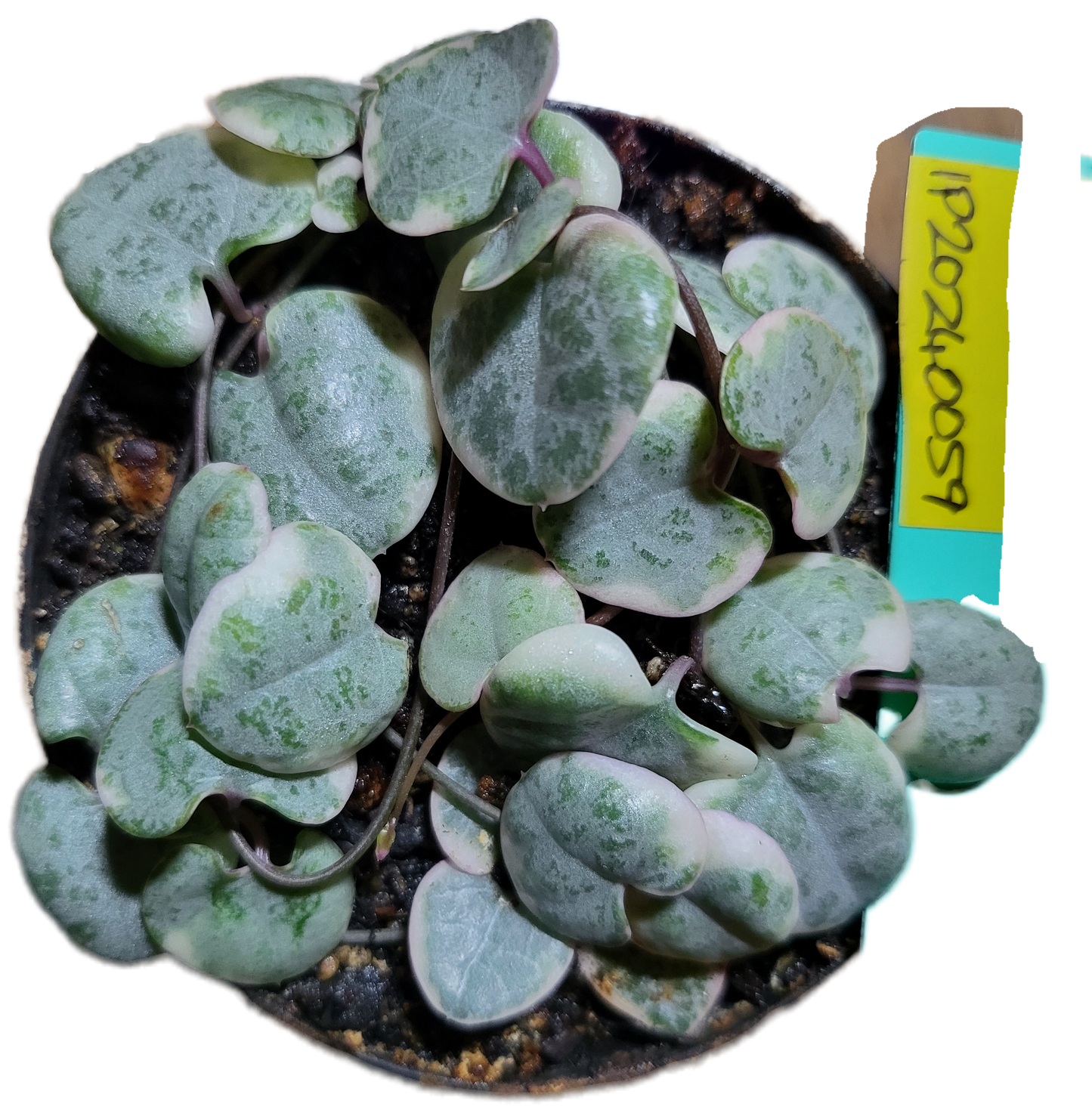 Chain of Hearts variegata. Ceropegia woodii