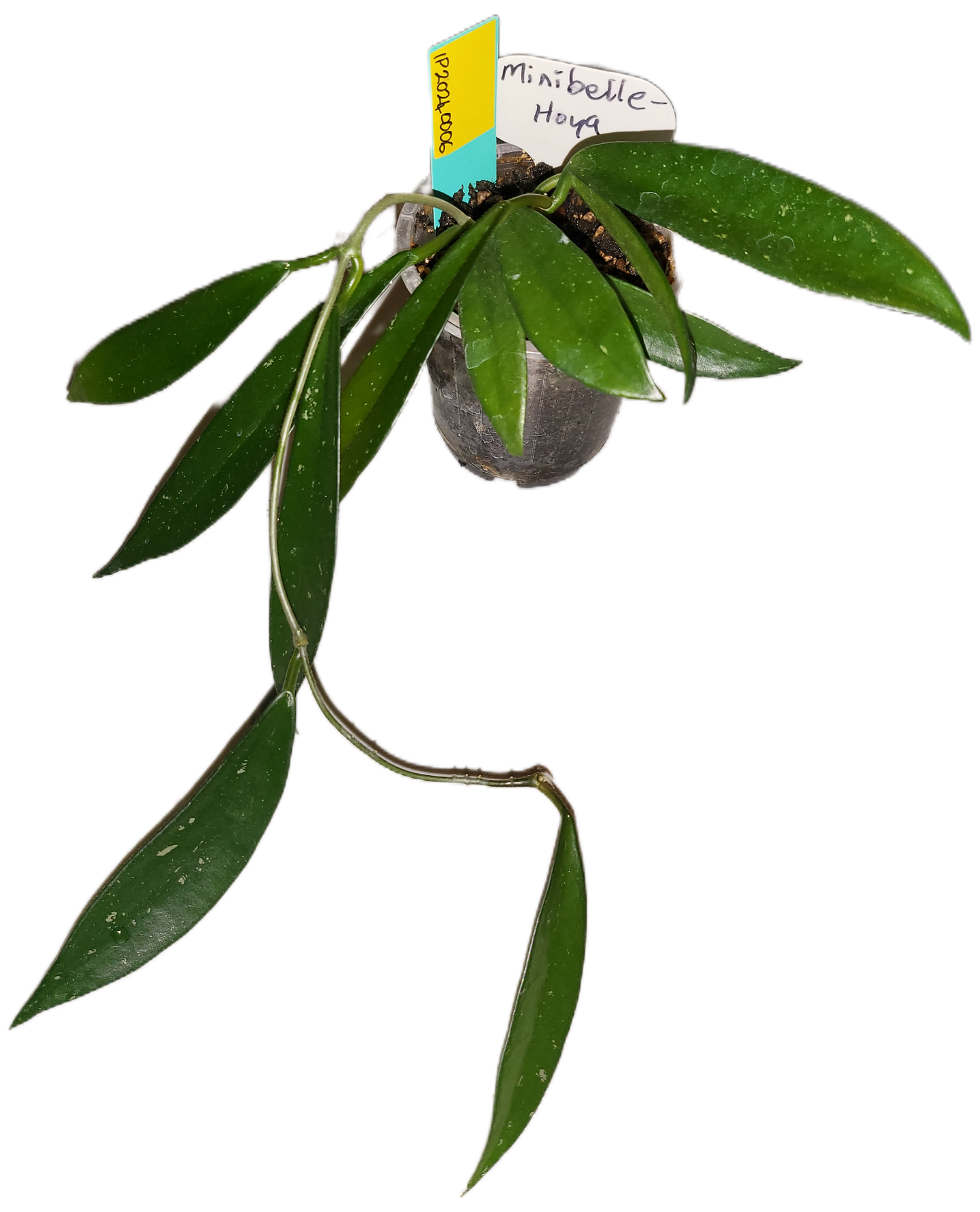 Hoya minibelle