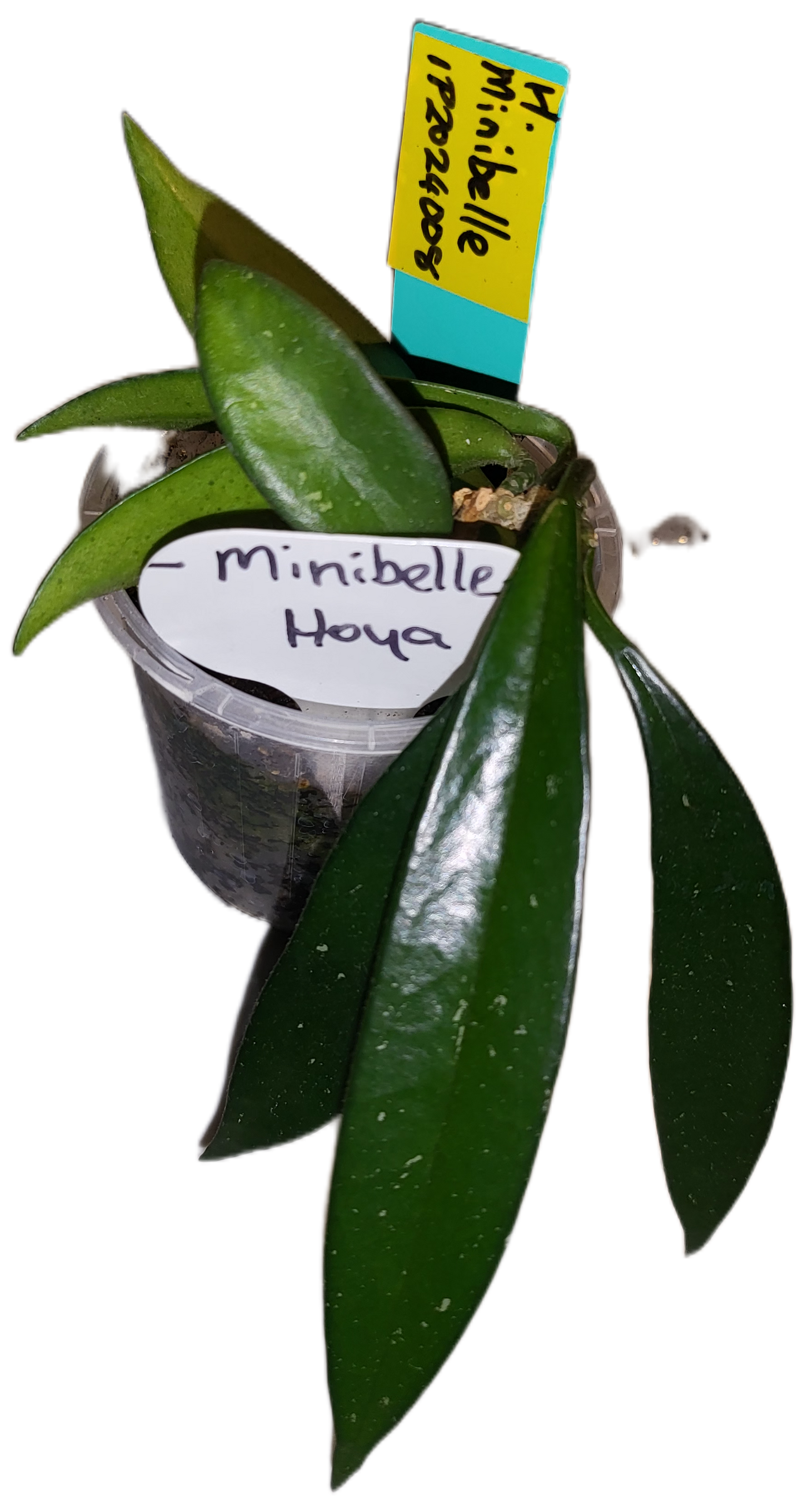 Hoya minibelle