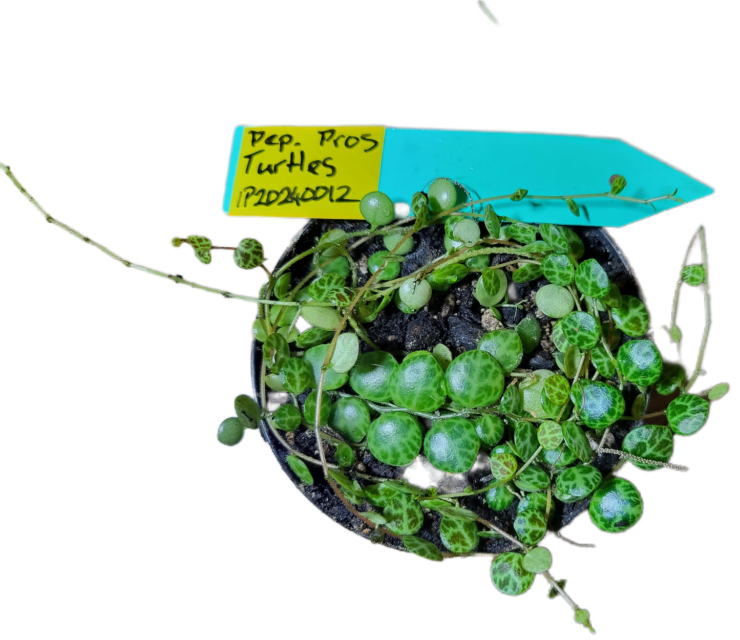 Turtles. peperomia prostrata