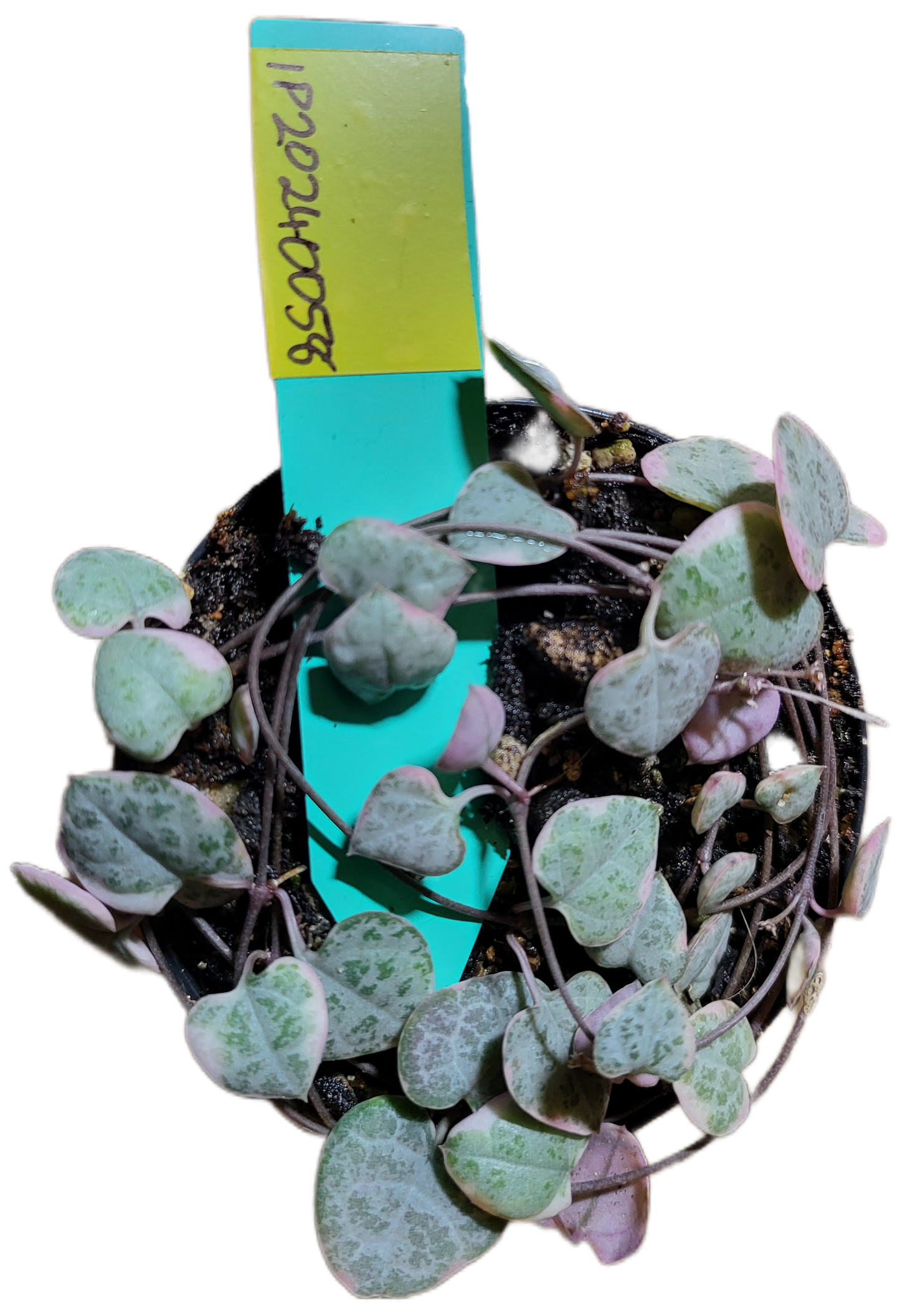 Chain of Hearts variegata. Ceropegia woodii