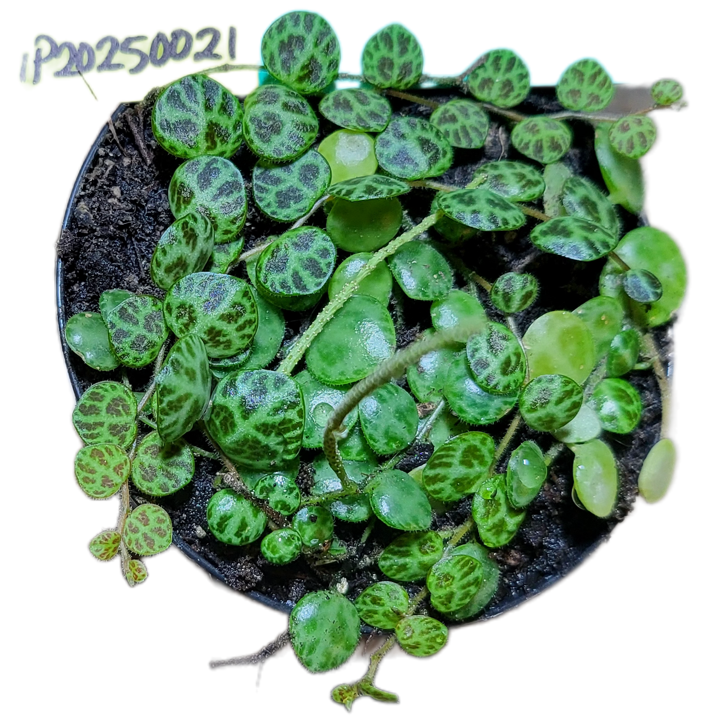 Turtles. peperomia prostrata