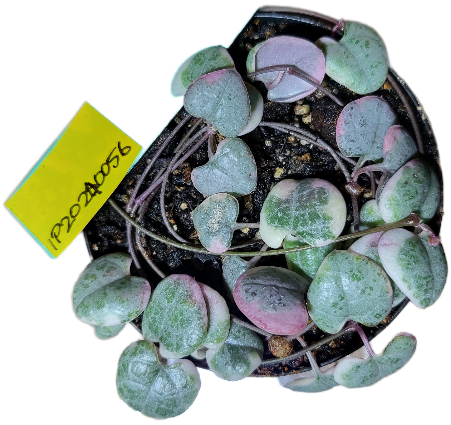 Chain of Hearts variegata. Ceropegia woodii