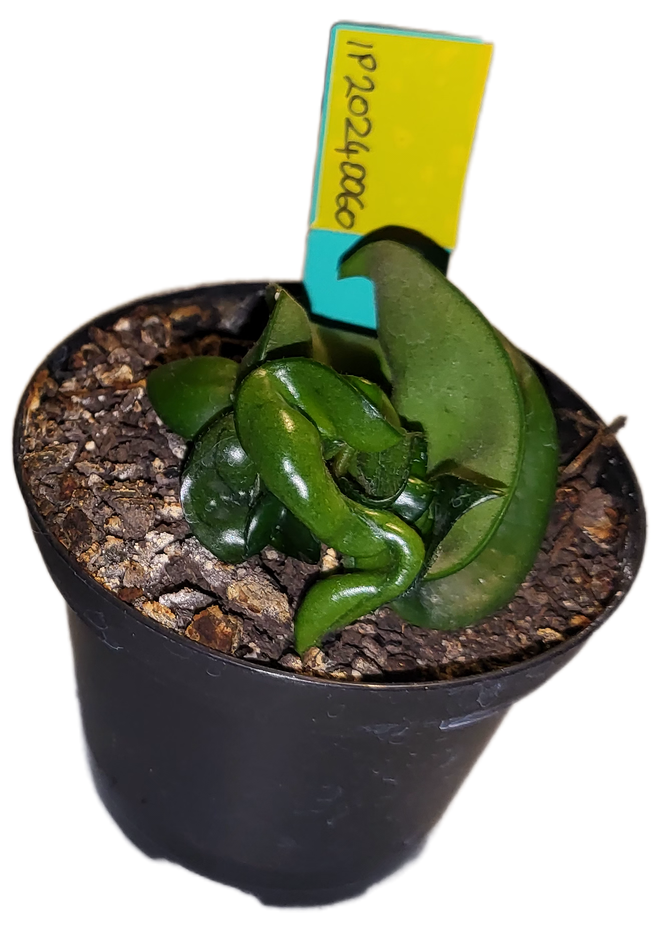 Hoya compacta